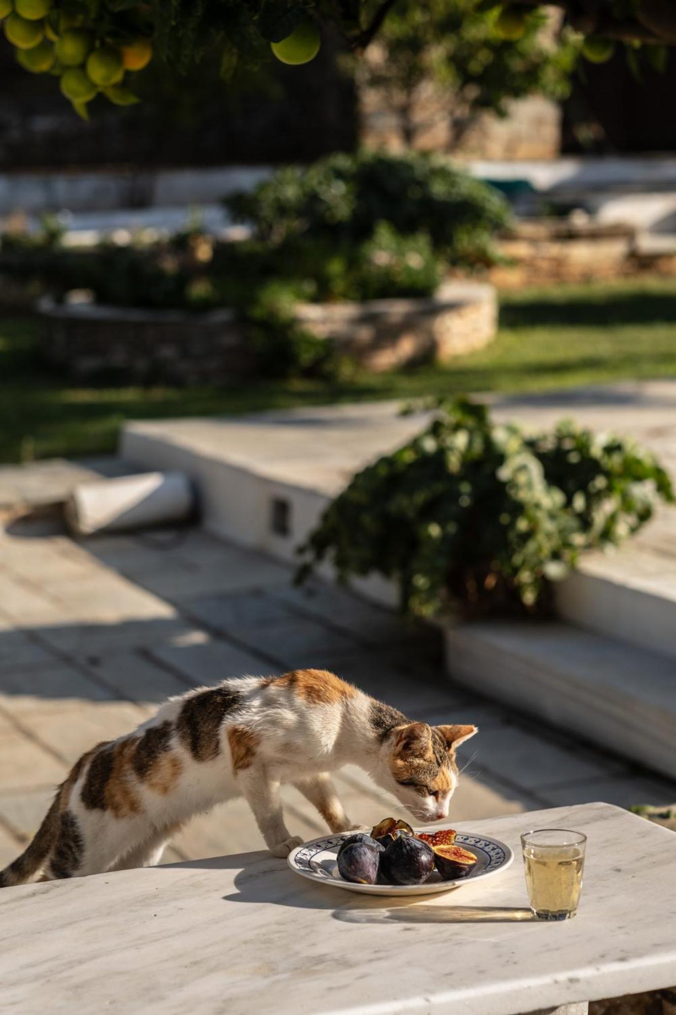Romano Garden House - Land Tales Agios Romanos Luaran gambar